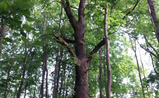 1_Gelgaudu azuolas (1)_r1.jpg